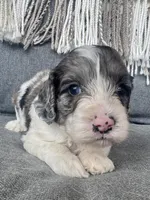 Duke (includes shipping), a male Cockapoo for sale in Republic, MO – Photo 3 of 3