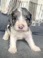 Duke (includes shipping), a male Cockapoo for sale in Republic, MO – Photo 2 of 3