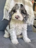 Duke, a male Cockapoo for sale in Republic, MO – Photo 3 of 6