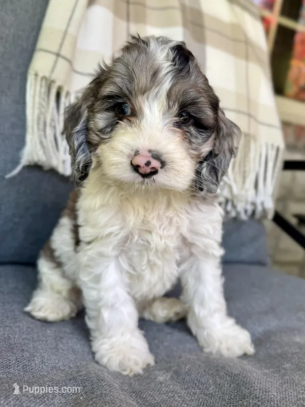 Duke (includes shipping) – Cockapoo puppy for sale in Republic, MO