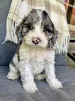 Duke, a male Cockapoo for sale in Republic, MO – Photo 1 of 6