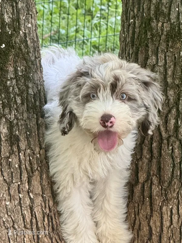 Drax – Cockapoo puppy for sale in Republic, MO
