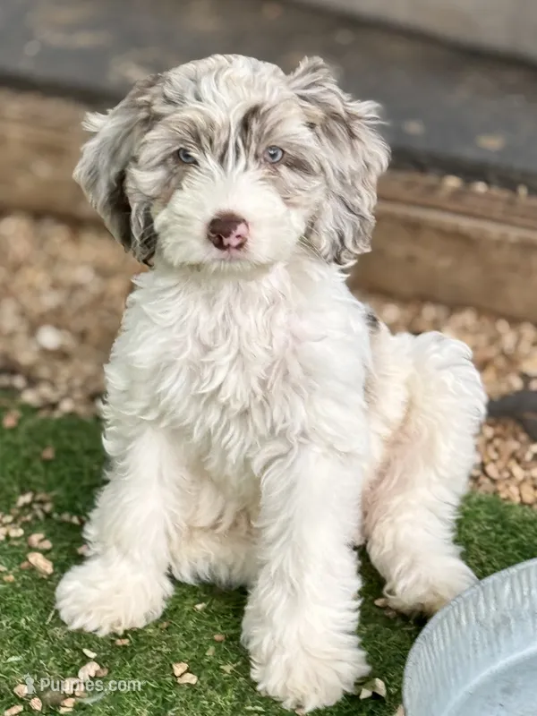 Drax – Cockapoo puppy for sale in Republic, MO