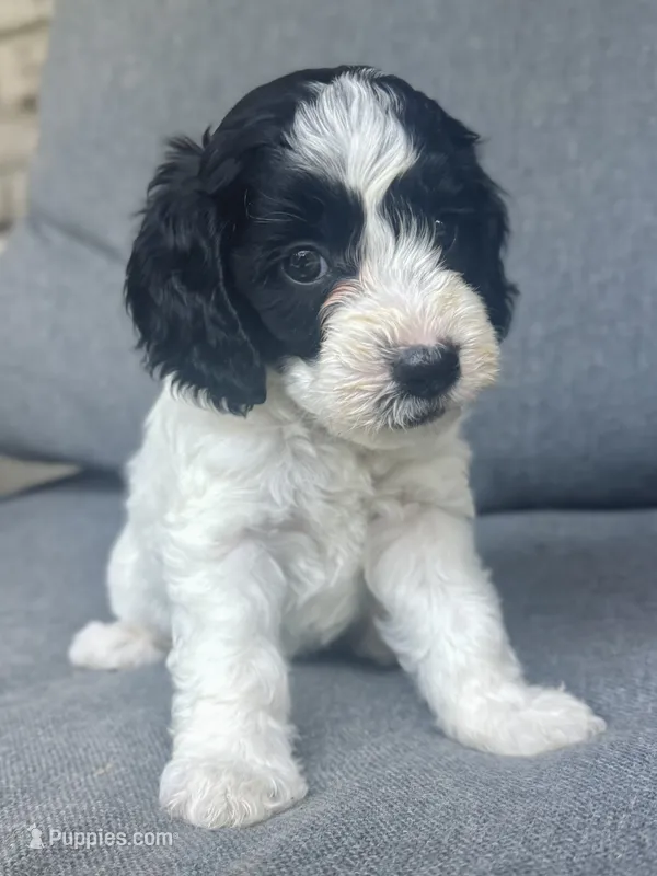 Sophie  – Cockapoo, Cocker Spaniel puppy for sale in Republic, MO
