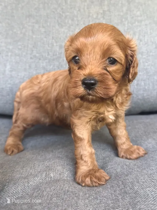 Ivy – Cavapoo puppy on hold in Republic, MO