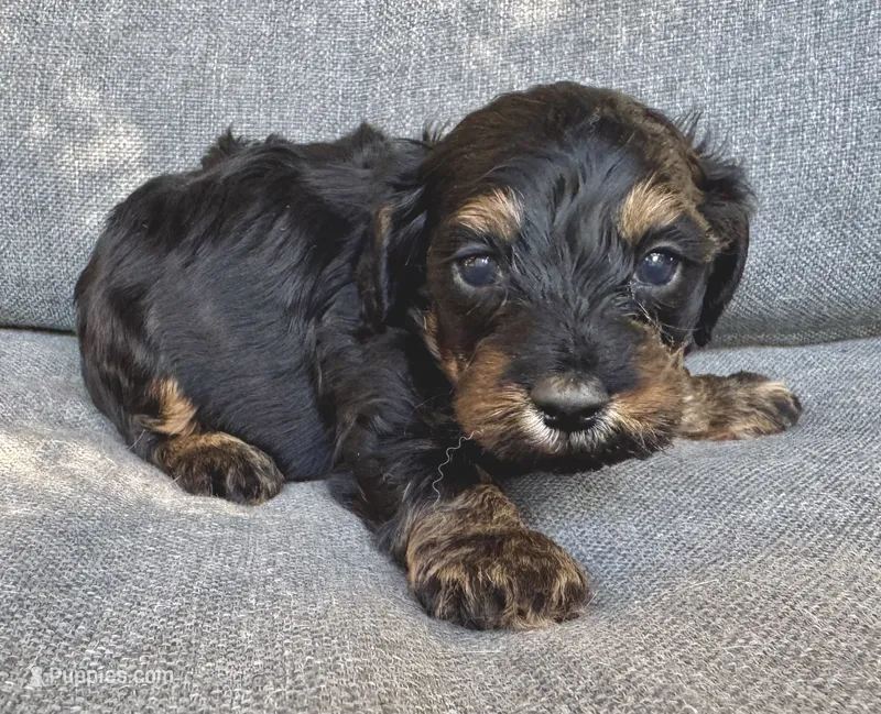 Leo – Cockapoo, Cocker Spaniel puppy for sale in Republic, MO