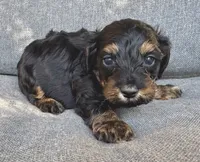 Leo, a male Cockapoo and Cocker Spaniel for sale in Republic, MO – 1 of 3