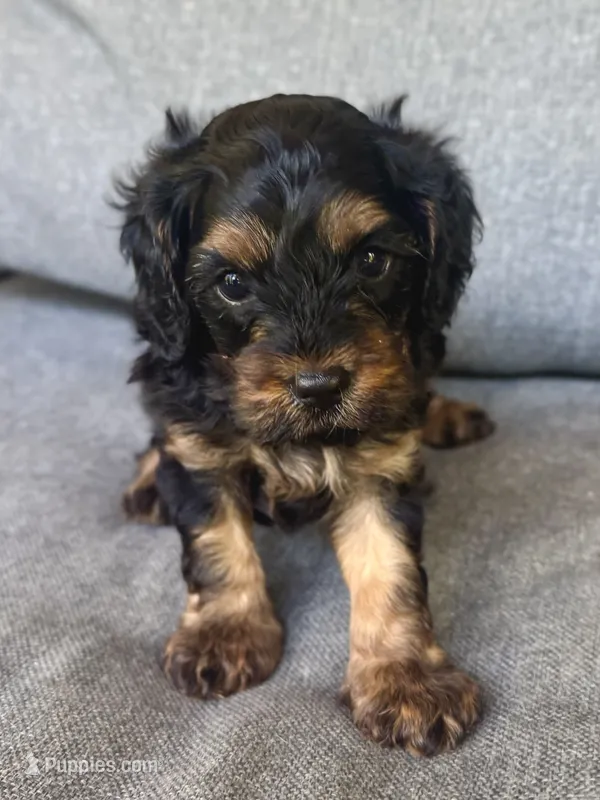 Teddy – Cavapoo puppy for sale in Republic, MO