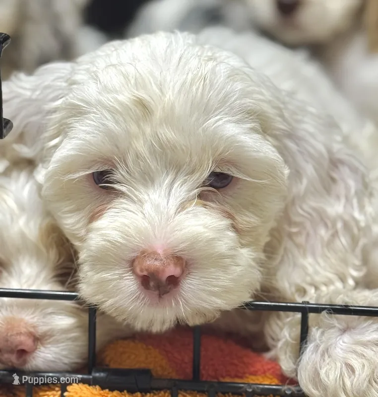 Aura – Cockapoo puppy for sale in Republic, MO