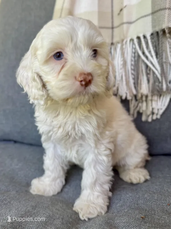Aura (shipping included) – Cockapoo puppy for sale in Republic, MO