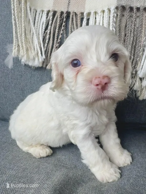 Aura (shipping included) – Cockapoo puppy for sale in Republic, MO