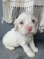 Aura (shipping included), a female Cockapoo for sale in Republic, MO – Photo 3 of 4