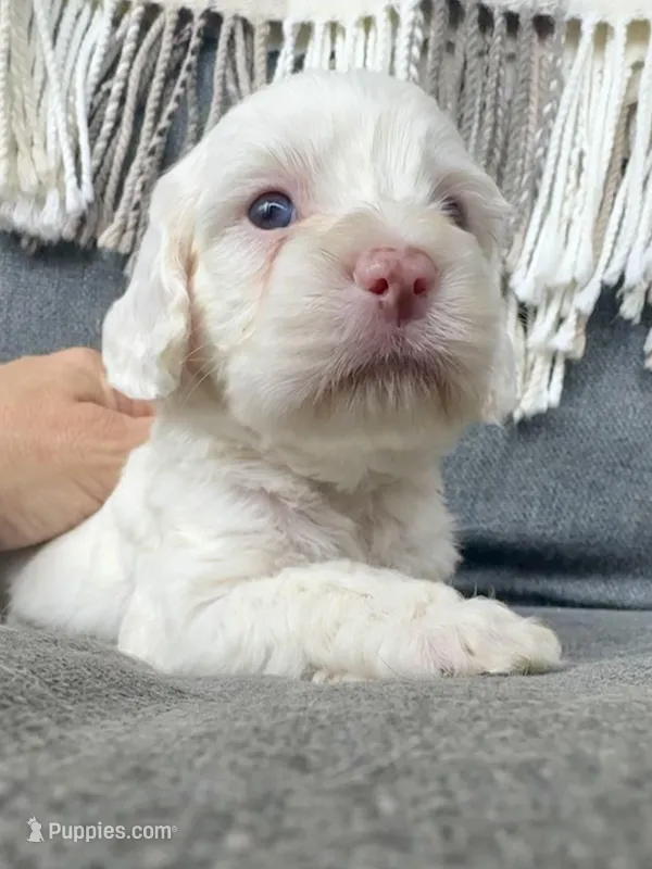 Aura – Cockapoo puppy for sale in Republic, MO