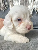 Aura (shipping included), a female Cockapoo for sale in Republic, MO – Photo 2 of 4