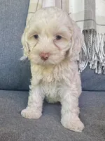 Aura, a female Cockapoo for sale in Republic, MO – 4 of 8