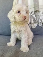 Aura, a female Cockapoo for sale in Republic, MO – 3 of 8