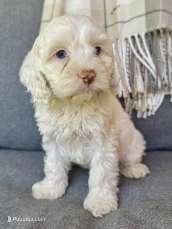 Aura – Cockapoo puppy for sale in Republic, MO