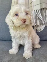 Aura, a female Cockapoo for sale in Republic, MO – 6 of 8