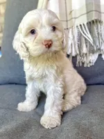 Aura, a female Cockapoo for sale in Republic, MO – 5 of 8