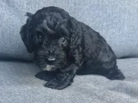 Cash, a male Cockapoo and Cocker Spaniel for sale in Republic, MO – 7 of 8