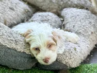 Max, a male Cockapoo for sale in Republic, MO – 4 of 9