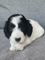 Sophie , a female Cockapoo and Cocker Spaniel for sale in Republic, MO – 3 of 5