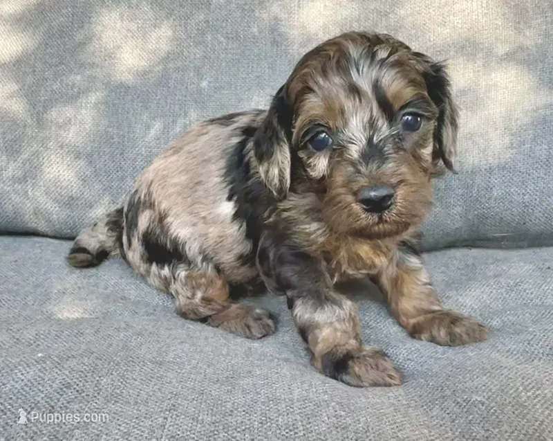 Abby – Cockapoo, Cocker Spaniel puppy for sale in Republic, MO