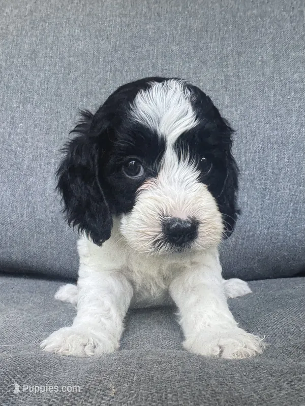 Sophie  – Cockapoo, Cocker Spaniel puppy for sale in Republic, MO