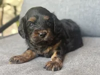 Teddy, a female Cavapoo for sale in Republic, MO – 3 of 6