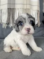 Luna (shipping included), a female Cockapoo for sale in Republic, MO – Photo 2 of 3