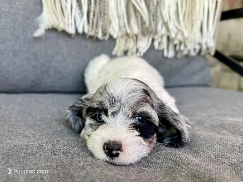 Luna (shipping included) – Cockapoo puppy for sale in Republic, MO