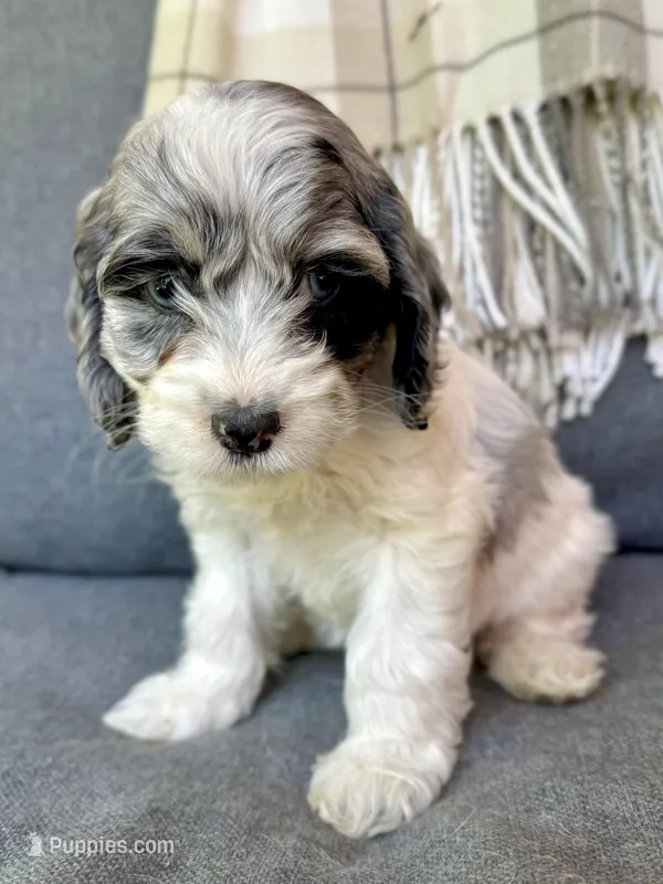 Luna – Cockapoo puppy for sale in Republic, MO