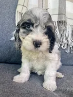 Luna, a female Cockapoo for sale in Republic, MO – Photo 3 of 6