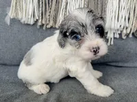 Luna (shipping included), a female Cockapoo for sale in Republic, MO – Photo 3 of 3