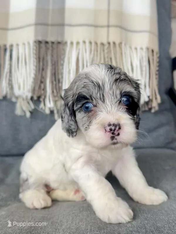 Luna (shipping included) – Cockapoo puppy for sale in Republic, MO