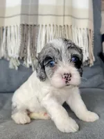 Luna (shipping included), a female Cockapoo for sale in Republic, MO – Photo 1 of 3