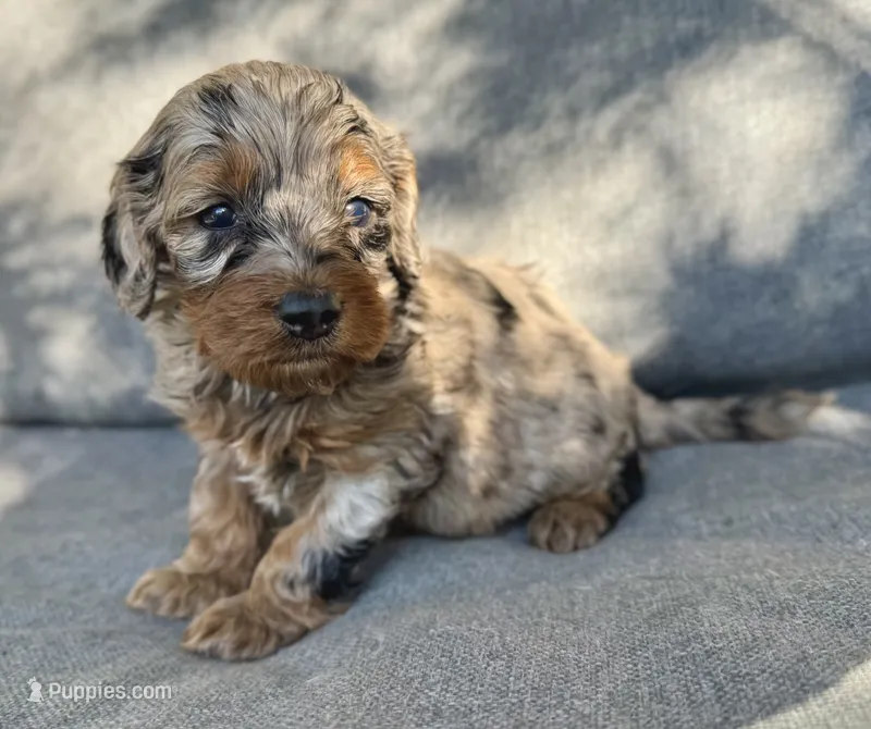 Luna – Cockapoo, Cocker Spaniel puppy for sale in Republic, MO