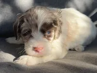 Sadie, a female Cockapoo and Cocker Spaniel for sale in Republic, MO – 3 of 5