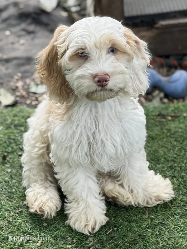 Max – Cockapoo puppy for sale in Republic, MO