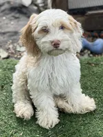 Max, a male Cockapoo for sale in Republic, MO – 1 of 9