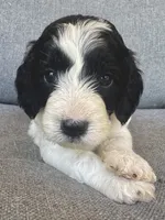 Sophie , a female Cockapoo and Cocker Spaniel for sale in Republic, MO – 4 of 5