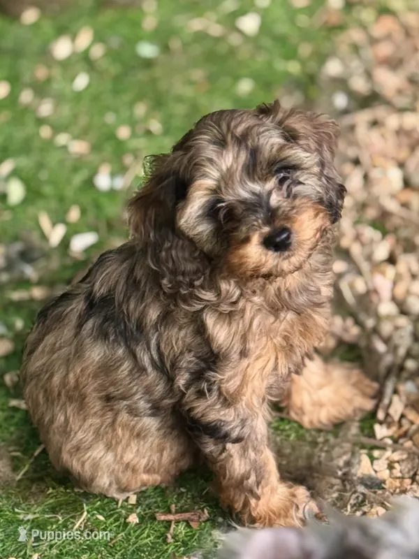 Birdie  – Cockapoo puppy for sale in Republic, MO