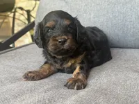 Teddy, a female Cavapoo for sale in Republic, MO – 5 of 6