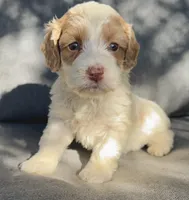 Ivy, a female Cockapoo and Cocker Spaniel for sale in Republic, MO – 4 of 4
