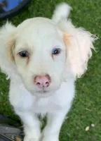 Olaf, a male Cockapoo for sale in Republic, MO – 3 of 8