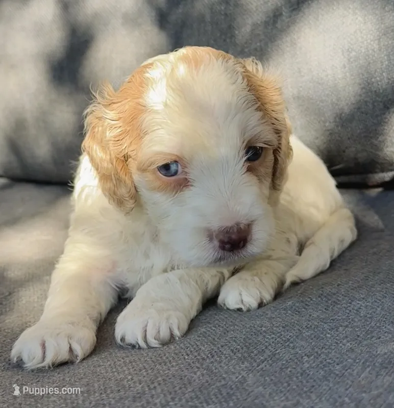 Holly – Cockapoo, Cocker Spaniel puppy for sale in Republic, MO