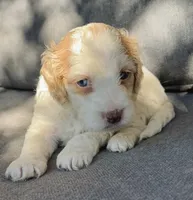 Holly, a female Cockapoo and Cocker Spaniel for sale in Republic, MO – 1 of 3