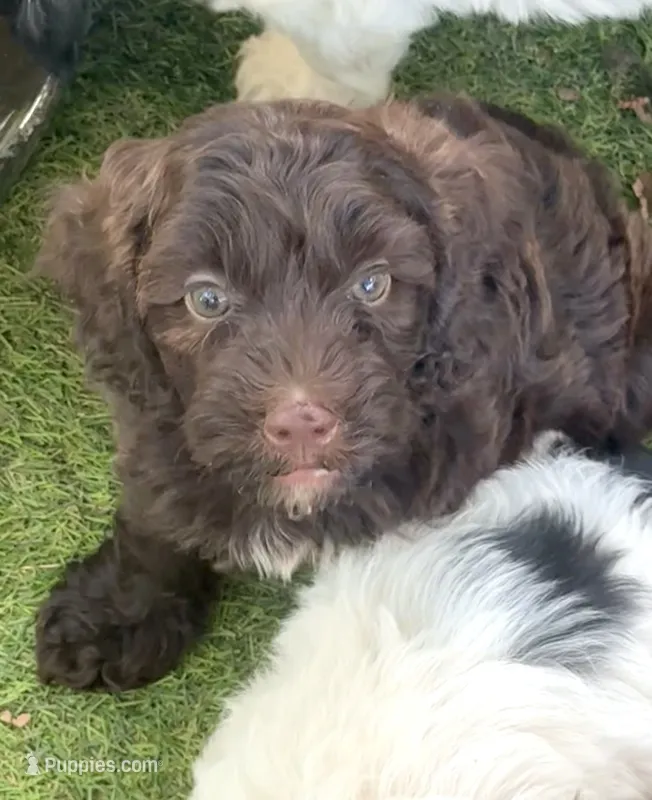 Moose – Cockapoo, Cocker Spaniel puppy for sale in Republic, MO