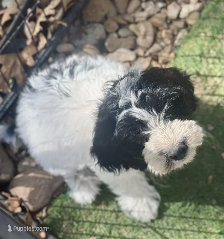 Sophie  – Cockapoo, Cocker Spaniel puppy for sale in Republic, MO