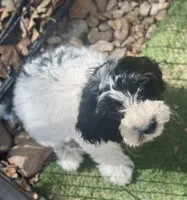 Winnie, a female Cockapoo and Cocker Spaniel for sale in Republic, MO – 2 of 9